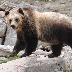 Grizzly Bear (North American Mountains section)