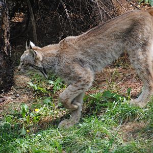 Canadian Lynx (North American Mountains)