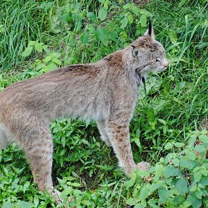 Canadian Lynx (North American Mountains)