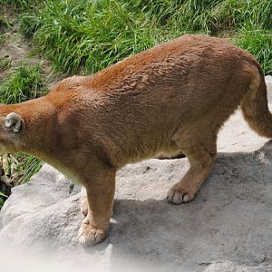 Puma (North American Mountains section)