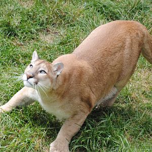 Puma (North American Mountains section)