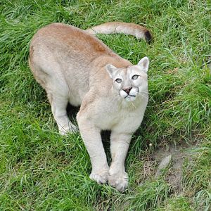 Puma (North American Mountains section)