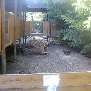 Skærup Zoo - Pig exhibit