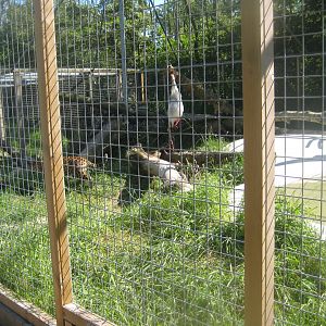 Skærup Zoo - Jaguar exhibit