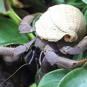 Tierpark Hellabrunn (Munich)