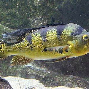 Tierpark Hellabrunn (Munich)