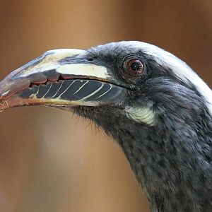 Parc des oiseaux (Villars-les-Dombes)