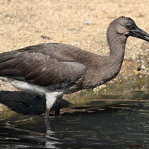 Parc des oiseaux (Villars-les-Dombes)