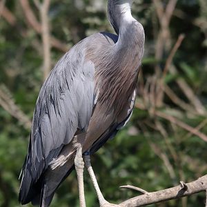 Parc des oiseaux (Villars-les-Dombes)