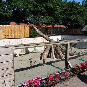 Meerkat exhibit, 2019-06-01