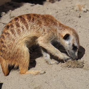 Meerkat (Suricata suricatta), 2019-06-01