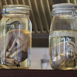 Wallaby joeys wet preserved specimens, 2019-06-01