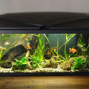 Small goldfish aquarium, 2019-06-01