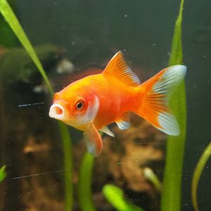 Goldfish (Carassius auratus), 2019-06-01