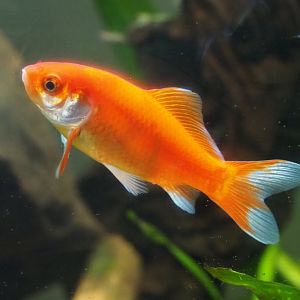 Goldfish (Carassius auratus), 2019-06-01