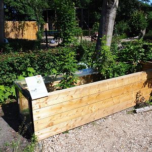 Horsfield's tortoise exhibit, 2019-06-01