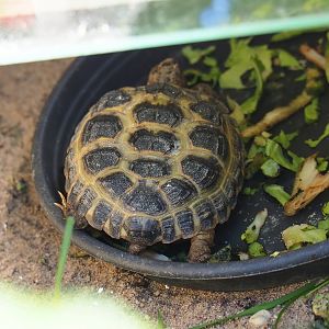 Horsfield's tortoise (Agrionemys horsfieldii), 2019-06-01