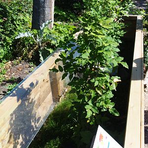 Horsfield's tortoise exhibit, 2019-06-01