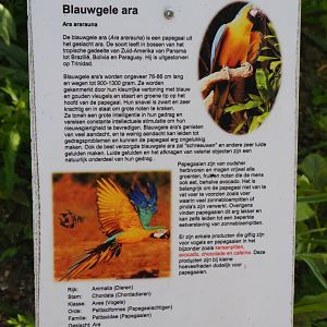 Sign Blue-and-gold macaw, 2019-06-01