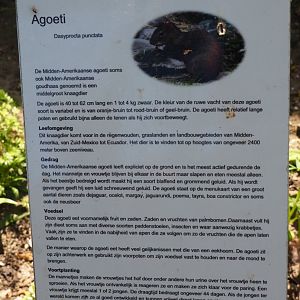 Sign Central American agouti, 2019-06-01