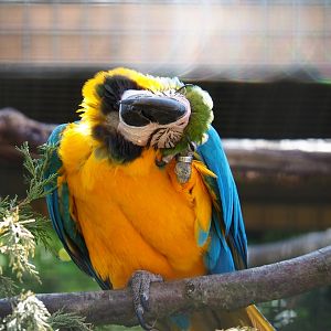 Blue-and-gold macaw (Ara ararauna), 2019-06-01