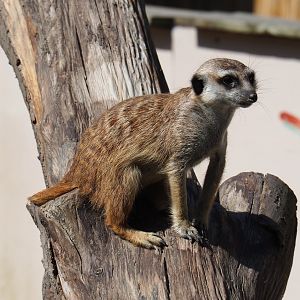 Meerkat (Suricata suricatta), 2019-06-01