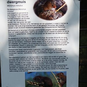 Sign Eurasian harvest mouse, 2019-06-01