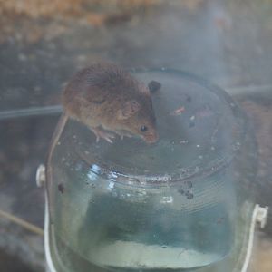 Eurasian harvest mouse (Micromys minutus), 2019-06-01