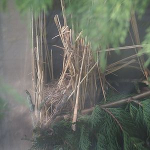 Nest Eurasian harvest mouse (Micromys minutus), 2019-06-01