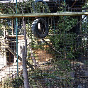 Tayra exhibit, 2019-06-01