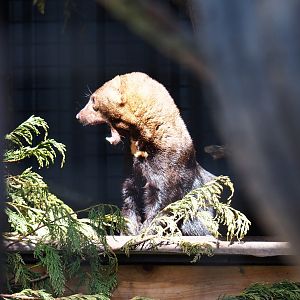 Tayra (Eira barbara), 2019-06-01