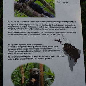 Sign Tayra, 2019-06-01