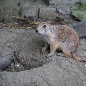 Black-tailed prairie dog (Cynomys ludovicianus), 2019-06-01