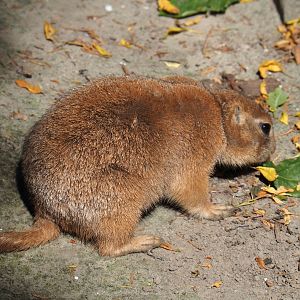 Black-tailed prairie dog (Cynomys ludovicianus), 2019-06-01