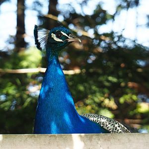 Free-roaming Blue peafowl (Pavo cristatus), 2019-06-01