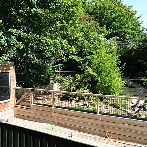 Striped skunk exhibit, 2019-06-01