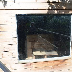 Striped skunk barn, 2019-06-01