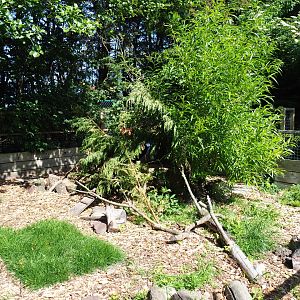 Striped skunk exhibit, 2019-06-01