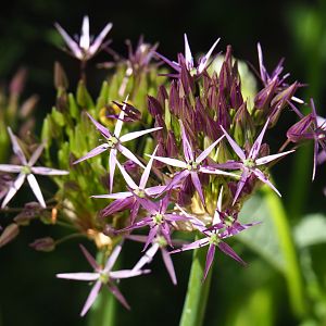 Persian onion flowers (Allium cristophii), 2019-06-01