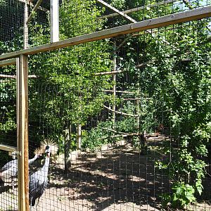 Grey crowned crane and African olive pigeon aviary, 2019-06-01