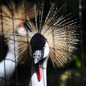 Grey crowned crane (Balearica regulorum), 2019-06-01