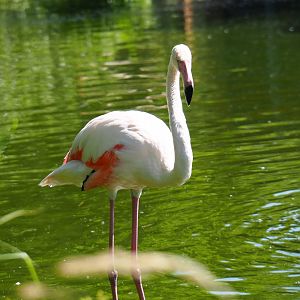 Greater flamingo (Phoenicopterus roseus), 2019-06-01