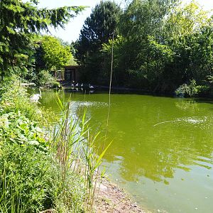 Greater flamingo and Eurasian crane pond, 2019-06-01