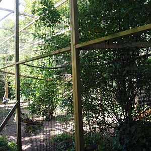 Grey crowned crane and African olive pigeon aviary, 2019-06-01