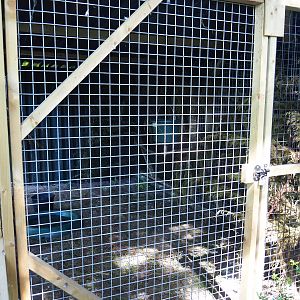 Grey crowned crane and African olive pigeon holding, 2019-06-01