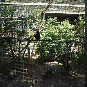 Common raven aviary, 2019-06-01