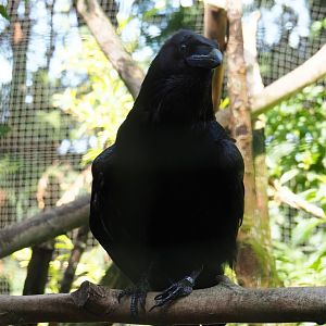 Common raven (Corvus corax corax), 2019-06-01