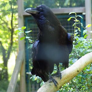 Common raven (Corvus corax corax), 2019-06-01