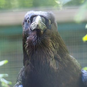 Common raven (Corvus corax corax), 2019-06-01