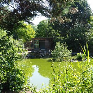 Greater flamingo and Eurasian crane pond, 2019-06-01